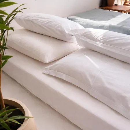 Olive Tree ,corfu Town *